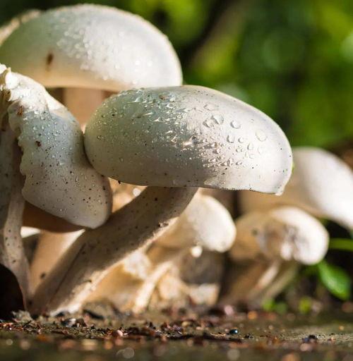 蘑菇视频吃瓜爆料在线招商