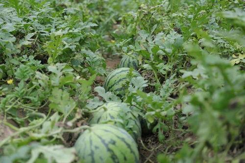 溧阳吃瓜最新事件爆料是真的吗,真相揭秘还是网络谣言？