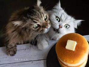 吃瓜爆料黑料喵小吉,揭秘娱乐圈黑料风云